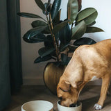 Futternapf | Fennec-Schale | Stilvolles Design für Hunde & Katzen