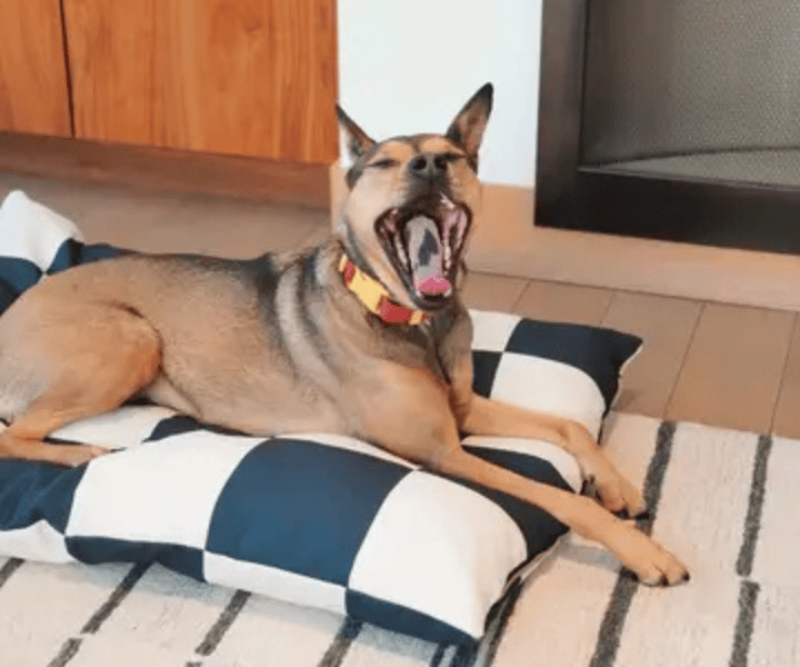 Hundebett | schwarz |weiss | Fritz | Liebesfell