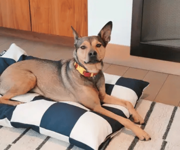 Hundebett | schwarz |weiss |Hunde | Liebesfell