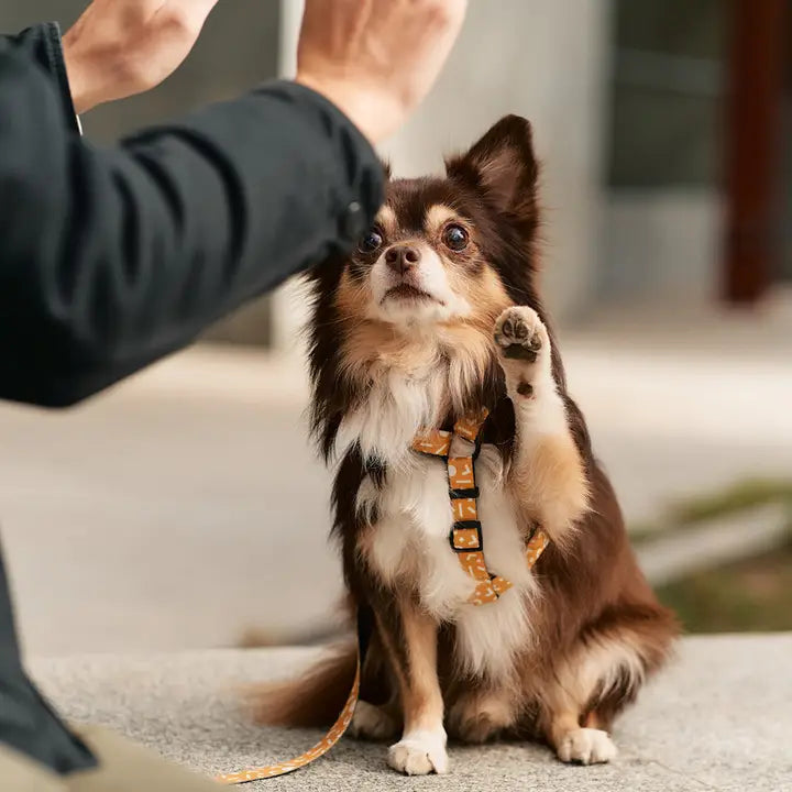 Hundehalsband | Memphis  | aus recycelten Plastikflaschen | Cafide