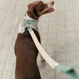 Hundehalsband | Corda  | aus veganem Leder | Cafide