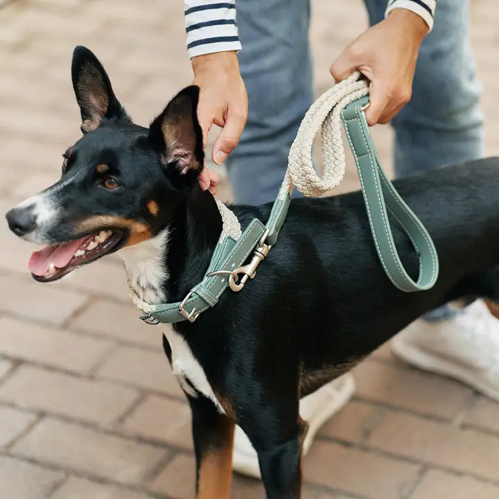 Hundehalsband | Corda  | aus veganem Leder | Cafide