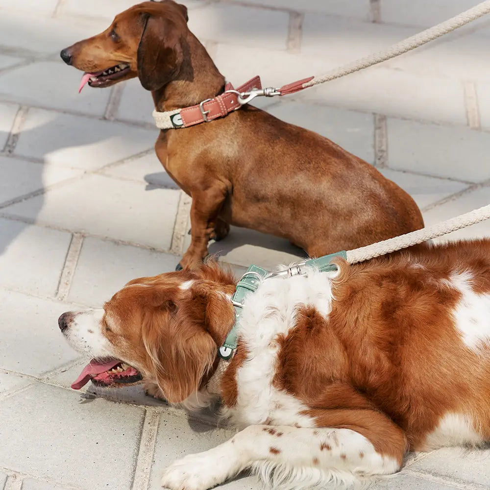 Hundehalsband | Corda  | aus veganem Leder | Cafide