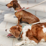 Hundehalsband | Corda  | aus veganem Leder | Cafide