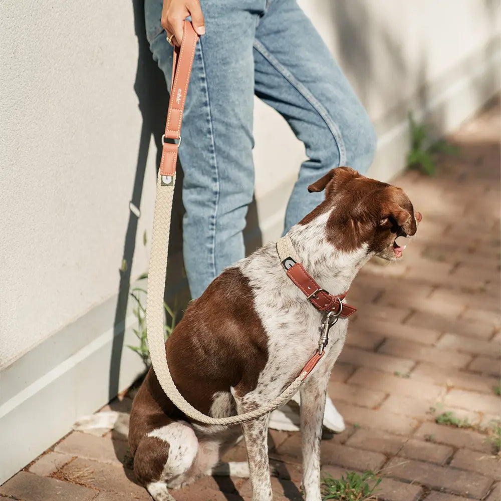 Hundehalsband | Corda  | aus veganem Leder | Cafide