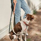 Hundehalsband | Corda  | aus veganem Leder | Cafide