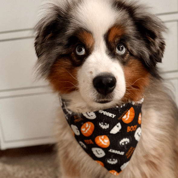 Hundehalstuch | Gruselfell | Halloween | Baumwolle | Liebesfell
