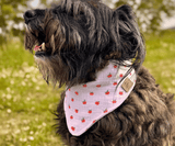 Hundehalstuch | Apfelklauer |  Musselin |  Liebesfell