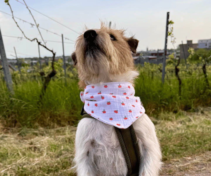 Hundehalstuch | Apfelklauer |  Musselin |  Liebesfell