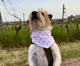 Hundehalstuch | Apfelklauer |  Musselin |  Liebesfell