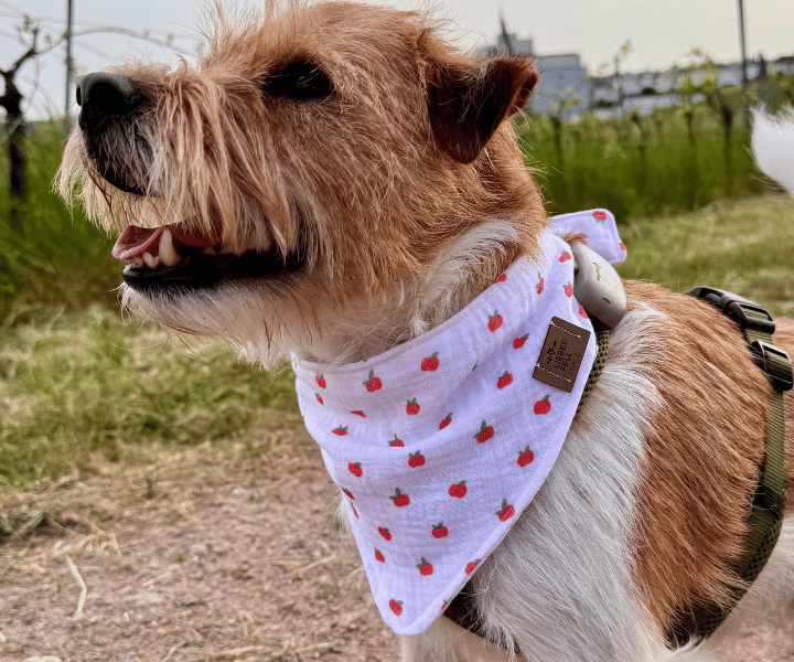 Hundehalstuch | Apfelklauer |  Musselin |  Liebesfell