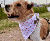 Hundehalstuch | Apfelklauer |  Musselin |  Liebesfell