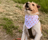 Hundehalstuch | Apfelklauer |  Musselin |  Liebesfell