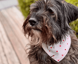 Hundehalstuch | Fell in Love – Herzkollektion | Liebesfell
