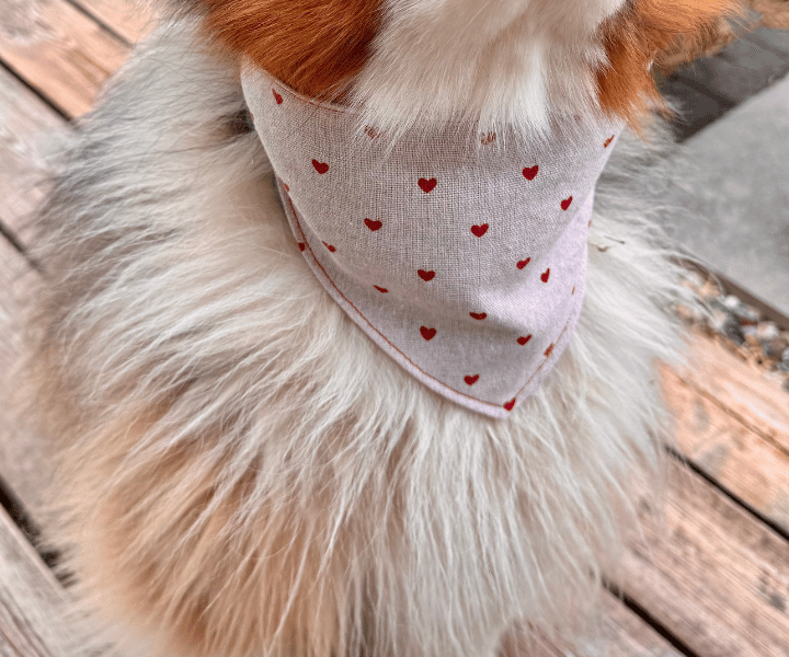 Hundehalstuch | Fell in Love – Herzkollektion | Liebesfell