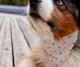 Hundehalstuch | Fell in Love – Herzkollektion | Liebesfell