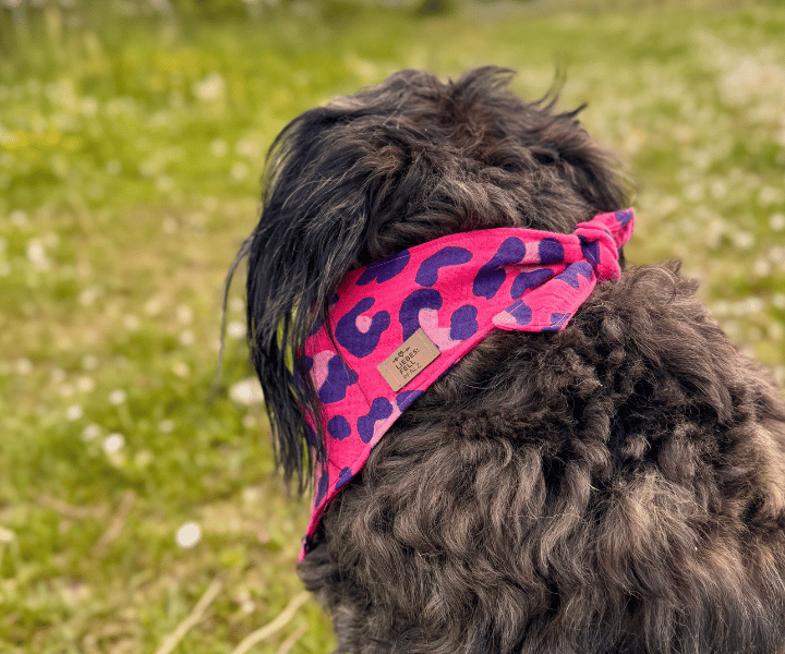Hundehalstuch | Krawallkatze |  Musselin |  Liebesfell