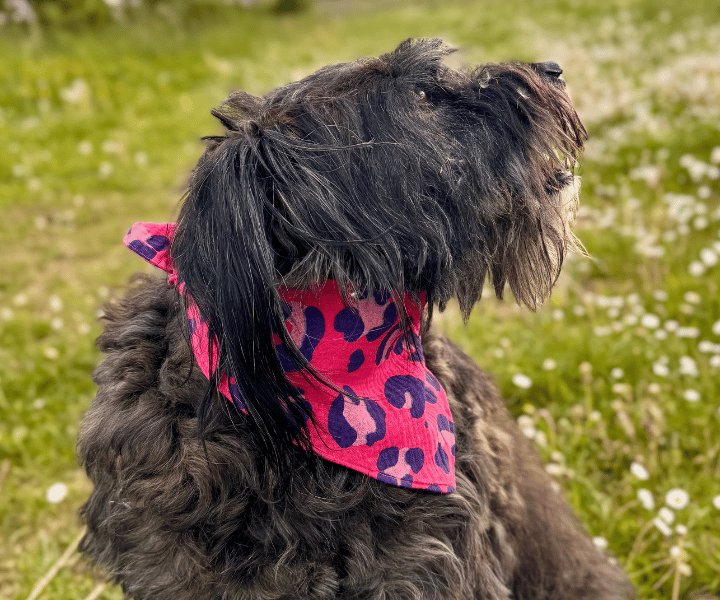 Hundehalstuch | Krawallkatze |  Musselin |  Liebesfell