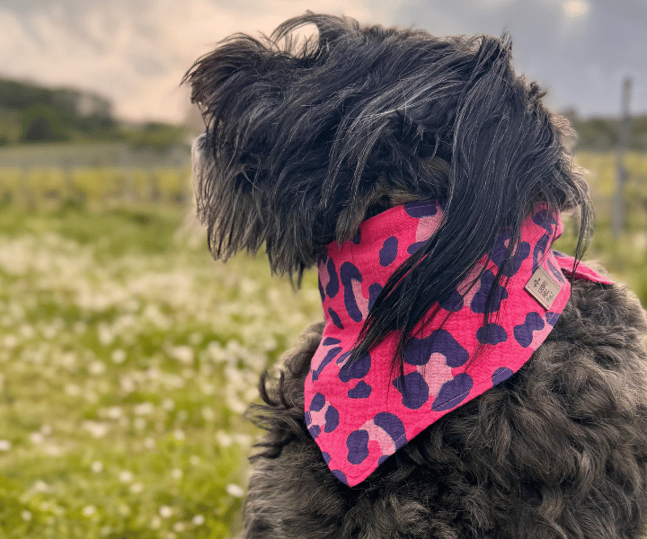 Hundehalstuch | Krawallkatze |  Musselin |  Liebesfell