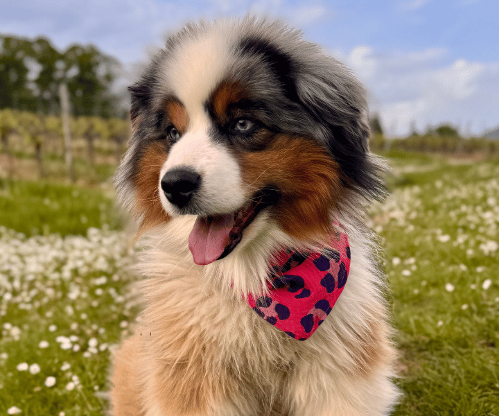 Hundehalstuch | Krawallkatze |  Musselin |  Liebesfell