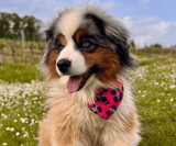 Hundehalstuch | Krawallkatze |  Musselin |  Liebesfell