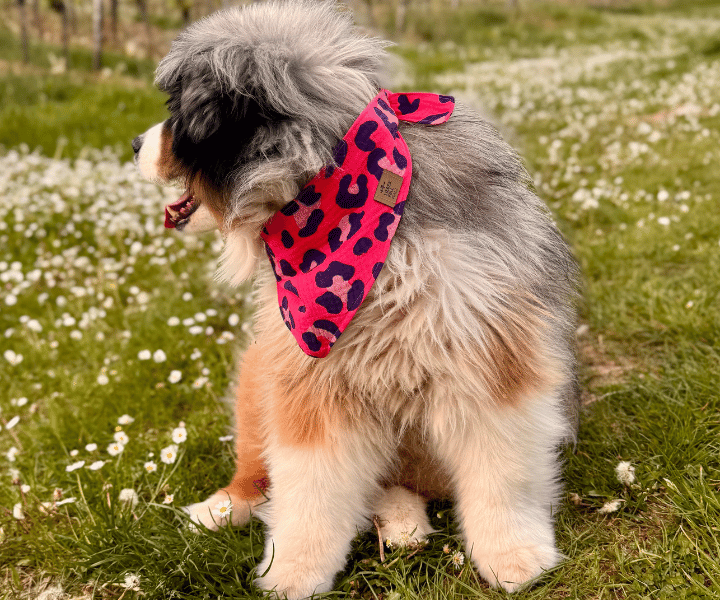 Hundehalstuch | Krawallkatze |  Musselin |  Liebesfell