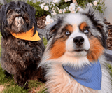 Hundehalstuch | Knalltüte - Taubenblau |  Musselin |  Liebesfell