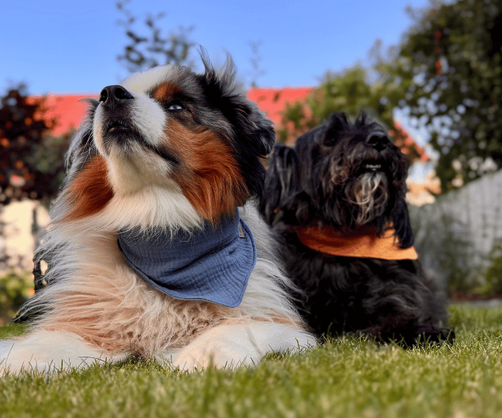 Hundehalstuch | Knalltüte - Taubenblau |  Musselin |  Liebesfell
