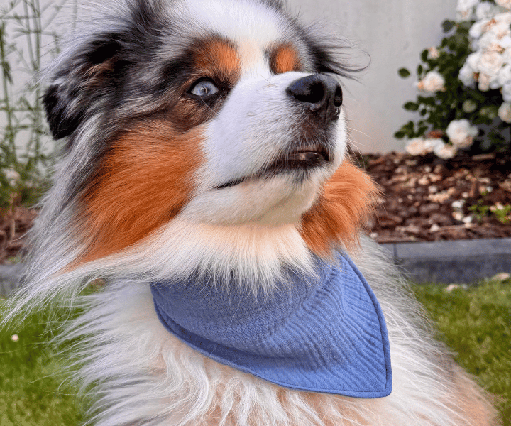 Hundehalstuch | Knalltüte - Taubenblau |  Musselin |  Liebesfell