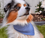 Hundehalstuch | Knalltüte - Taubenblau |  Musselin |  Liebesfell