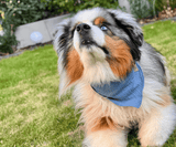Hundehalstuch | Knalltüte - Taubenblau |  Musselin |  Liebesfell
