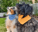 Hundehalstuch | Knalltüte - Curry |  Musselin |  Liebesfell