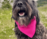 Hundehalstuch | Knalltüte - Pinke Diva |  Musselin |  Liebesfell