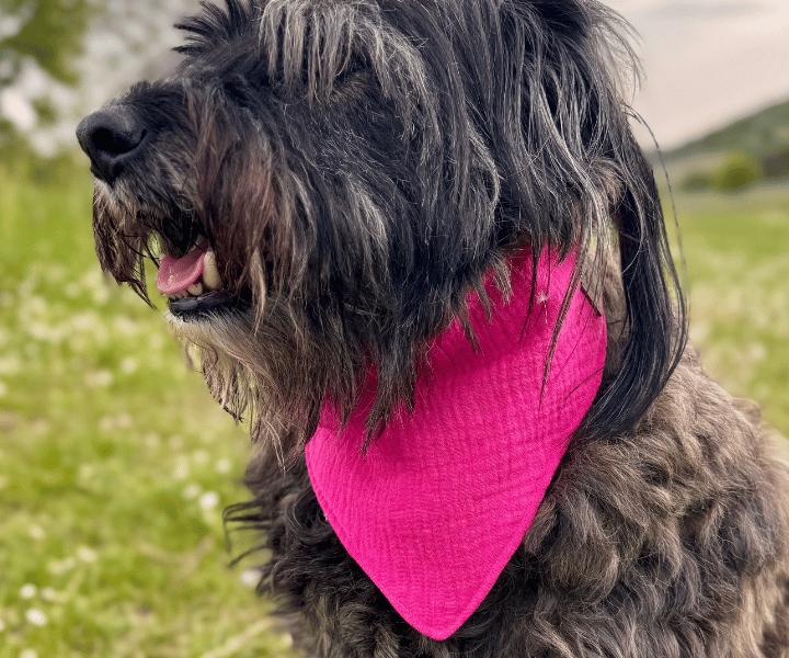 Hundehalstuch | Knalltüte - Pinke Diva |  Musselin |  Liebesfell