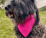 Hundehalstuch | Knalltüte - Pinke Diva |  Musselin |  Liebesfell