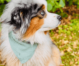 Hundehalstuch | Knalltüte – Tiefseetaucher |  Musselin |  Liebesfell