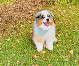 Hundehalstuch | Knalltüte – Tiefseetaucher |  Musselin |  Liebesfell