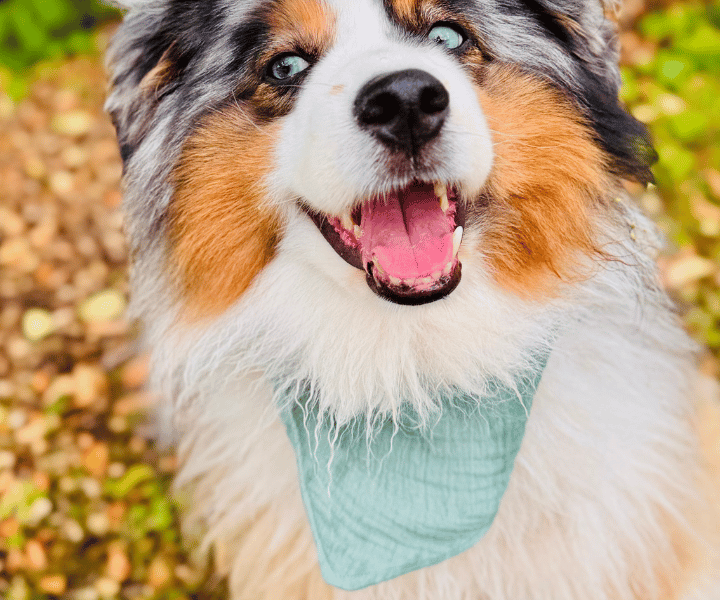 Hundehalstuch | Knalltüte – Tiefseetaucher |  Musselin |  Liebesfell
