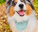 Hundehalstuch | Knalltüte – Tiefseetaucher |  Musselin |  Liebesfell