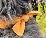 Hundehalstuch | Knalltüte - Curry |  Musselin |  Liebesfell