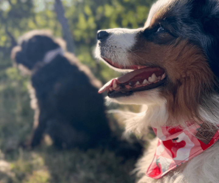 Hundehalstuch | Very Berry | Liebesfell