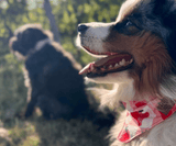 Hundehalstuch | Very Berry | Liebesfell