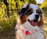 Hundehalstuch | Very Berry | Liebesfell
