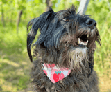 Hundehalstuch | Very Berry | Liebesfell