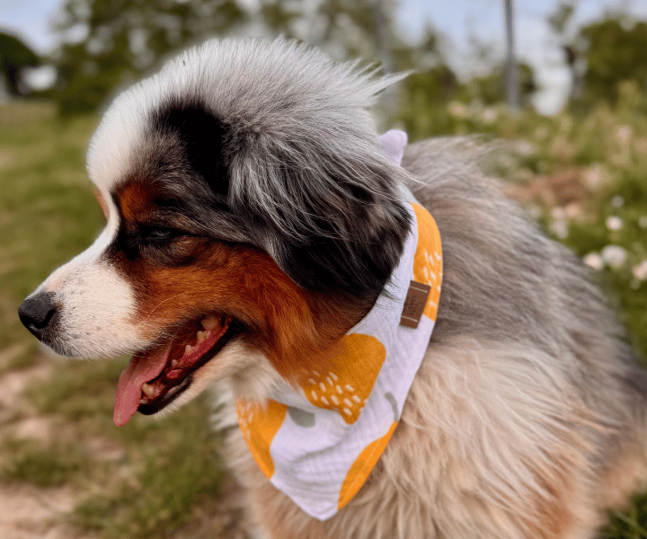 Hundehalstuch | Saure Schnute |  Musselin |  Liebesfell