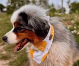 Hundehalstuch | Saure Schnute |  Musselin |  Liebesfell