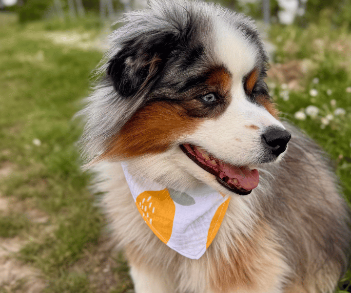 Hundehalstuch | Saure Schnute |  Musselin |  Liebesfell