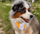 Hundehalstuch | Saure Schnute |  Musselin |  Liebesfell