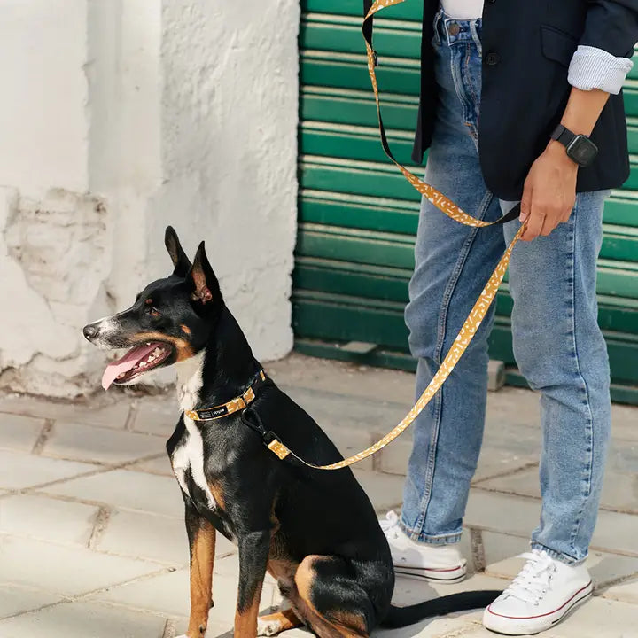 Hundehalsband | Memphis  | aus recycelten Plastikflaschen | Cafide
