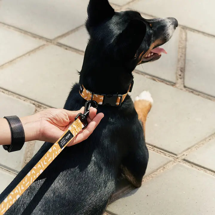 Hundehalsband | Memphis  | aus recycelten Plastikflaschen | Cafide